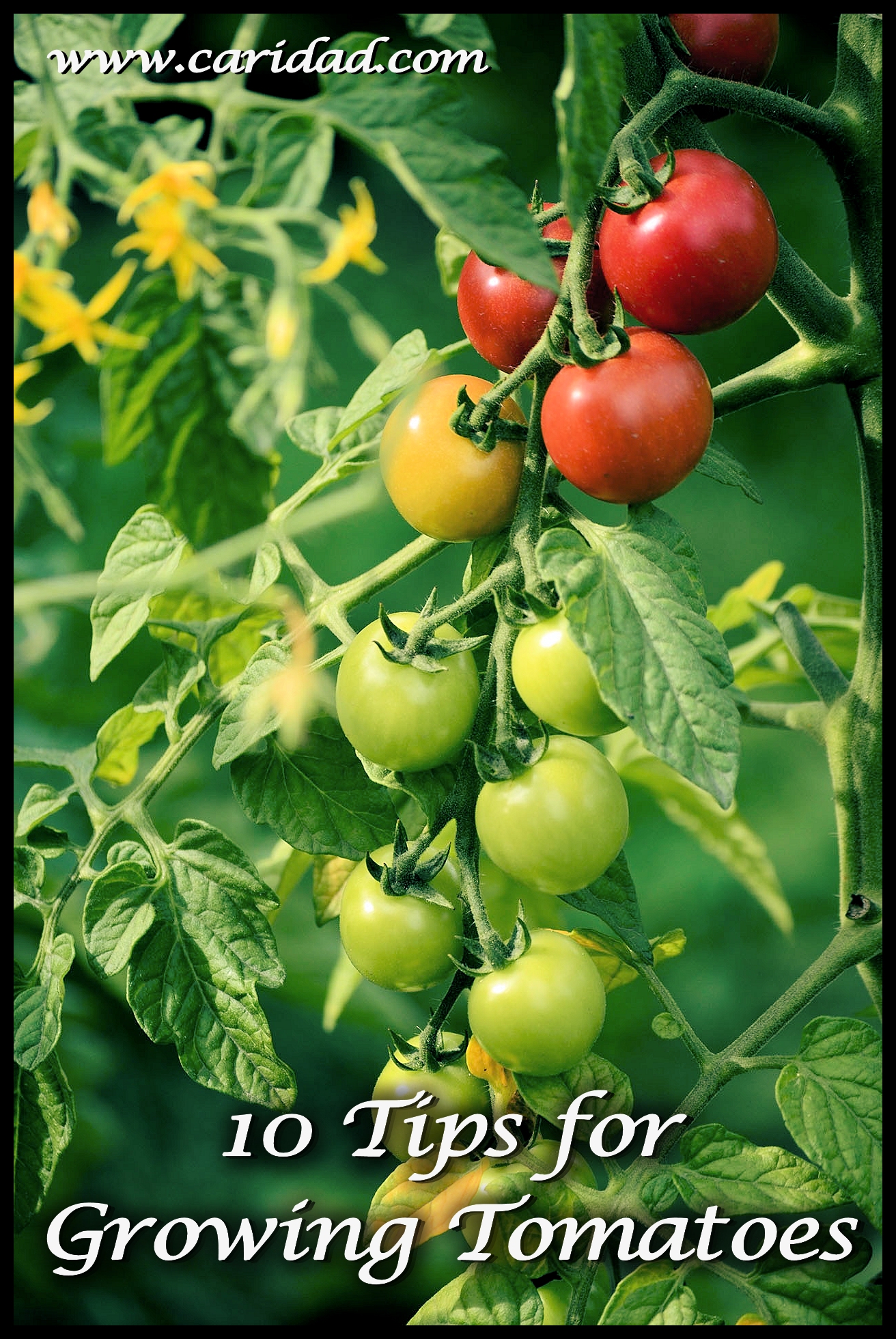 10 Tips for Growing Tomatoes #TuesdayTip - Caridad Pineiro® Romance Author